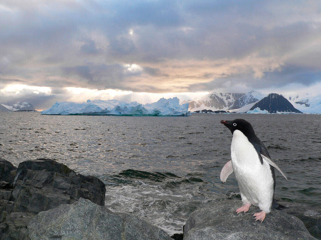 Pingüino en la Antártida