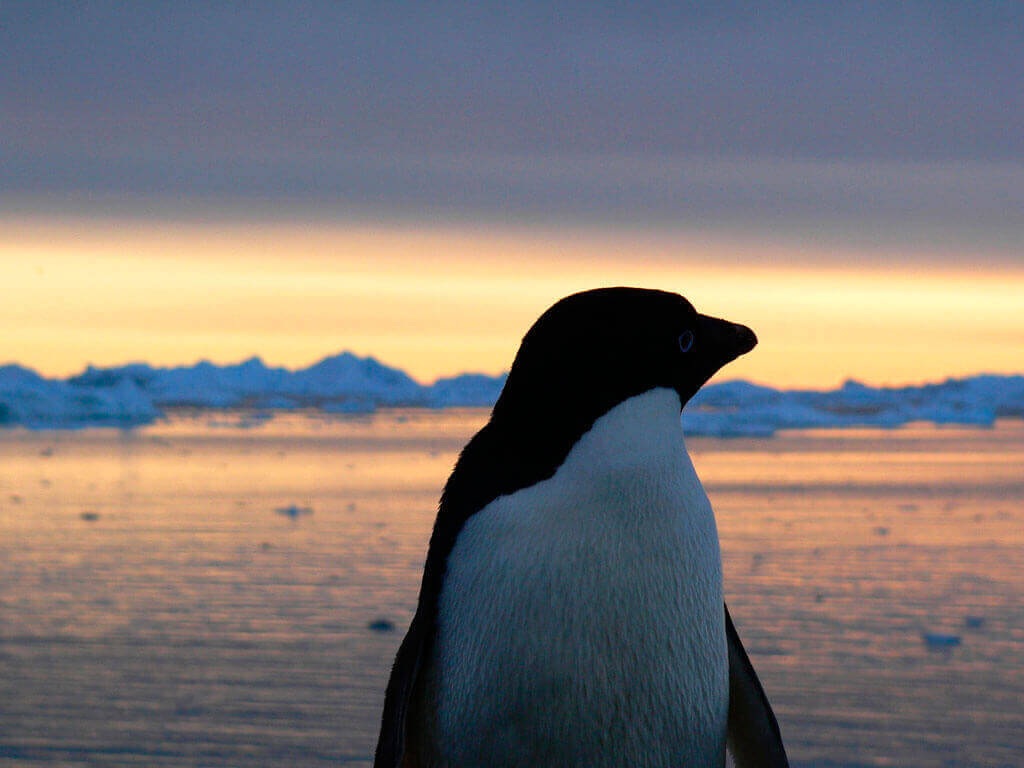 Pingüino en la Antártida