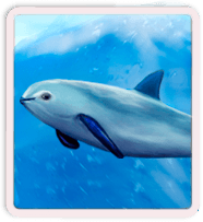 vaquita marina