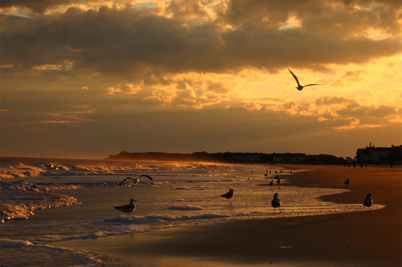 Happy little beach w/seagulls
